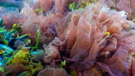 Foto de Algas verdes, rojas y marrones en el fondo marino (Ulva, Enteromorpha, Ceramium, Cladophora, Porphira), Paisaje submarino, Mar Negro - Imagen libre de derechos