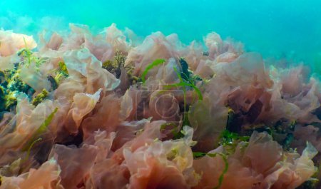 Photo for Green, red and brown algae on the seabed (Ulva, Enteromorpha, Ceramium, Cladophora, Porphira), Underwater landscape, Black Sea - Royalty Free Image