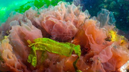Photo for Green, red and brown algae on the seabed (Ulva, Enteromorpha, Ceramium, Cladophora, Porphira), Underwater landscape, Black Sea - Royalty Free Image