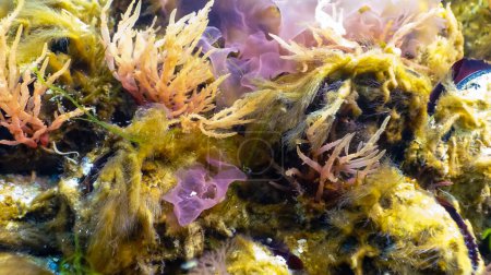 Foto de Algas verdes, rojas y marrones en el fondo marino (Ulva, Enteromorpha, Ceramium, Cladophora, Porphira), Paisaje submarino, Mar Negro - Imagen libre de derechos