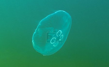 Foto de Medusas comunes, medusas lunares (Aurelia aurita) nada sobre algas en el Mar Negro - Imagen libre de derechos