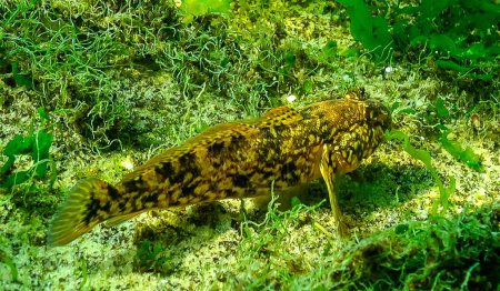 Téléchargez les photos : Ponticola (Neogobius ratan) est une espèce de gobie originaire des eaux saumâtres et marines de la mer Noire. - en image libre de droit