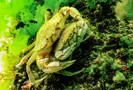 Téléchargez les photos : Crabe nageur (Macropipus holsatus) mâle et femelle se cachant parmi les algues de la mer Noire - en image libre de droit