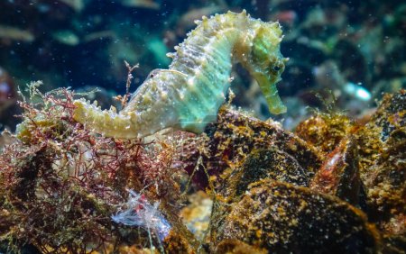 Photo for Long-snouted seahorse (Hippocampus hippocampus)on the seabed in the Black Sea, Ukraine - Royalty Free Image