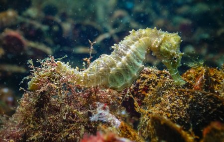Long-snouted seahorse (Hippocampus hippocampus)on the seabed in the Black Sea, Ukraine