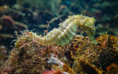 Long-snouted seahorse (Hippocampus hippocampus)on the seabed in the Black Sea, Ukraine hoodie #686086848