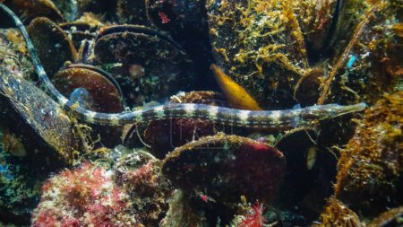Téléchargez les photos : Le sébaste à rayures noires (Syngnathus abaster) nage parmi les algues près des fonds marins de la mer Noire - en image libre de droit