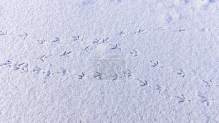 Photo for Bird tracks on smooth snow in winter, frozen lake - Royalty Free Image