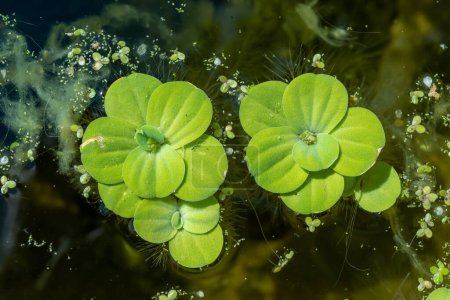 Photo for Pistia stratiotes - swims among aquatic plants rootless duckweed (Wolffia arrhiza) and duckweed (Lemna turionifera), pond - Royalty Free Image