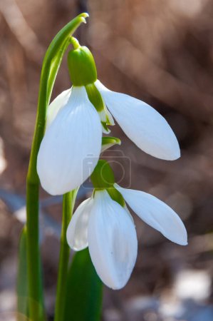Photo for Galanthus elwesii (Elwes's, greater snowdrop), close-up of white snowdrop flowers in the wild, Ukraine - Royalty Free Image