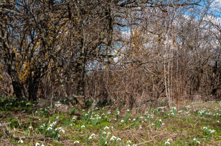 Photo for Galanthus elwesii (Elwes's, greater snowdrop), general shot of blooming snowdrops in the wild, Ukraine - Royalty Free Image