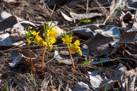 Téléchargez les photos : Leontice (Gymnospermium odessanum), printemps premier vétérinaire, plante à fleurs dans la nature, Livre rouge d'Ukraine - en image libre de droit