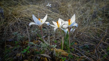Photo for Crocus reticulatus. A perennial bulbous plant in the wild on the slopes of the Tiligul estuary, the Red Book of Ukraine - Royalty Free Image