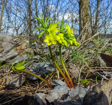 Téléchargez les photos : Leontice (Gymnospermium odessanum), printemps premier vétérinaire, plante à fleurs dans la nature, Livre rouge d'Ukraine - en image libre de droit