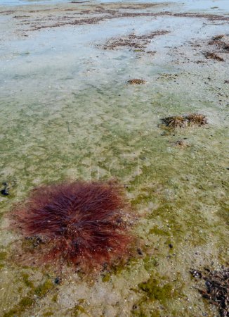 Foto de Algas rojas Polysiphonia sp. cerca de la orilla en el salado estuario de Tiligul, Ucrania - Imagen libre de derechos