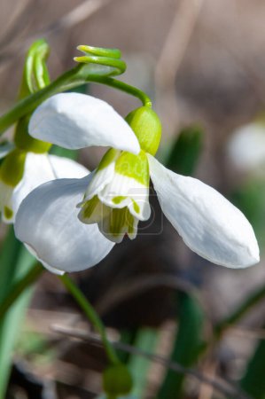 Photo for Galanthus elwesii (Elwes's, greater snowdrop), close-up of white snowdrop flowers in the wild, Ukraine - Royalty Free Image