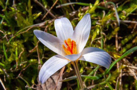 Photo for Crocus reticulatus. A perennial bulbous plant in the wild on the slopes of the Tiligul estuary, the Red Book of Ukraine - Royalty Free Image