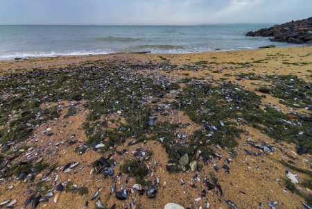Photo for Accumulation of rotting green algae Cladophora sp. in storm emissions on the seashore, eutrophication of the Black Sea - Royalty Free Image