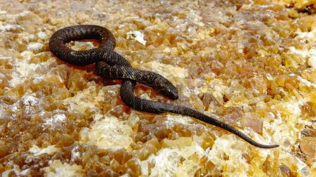 Foto de La serpiente de los dados (Natrix tessellata), rara forma negra - serpiente de agua melanística en la costa del Mar Negro en Bulgaria - Imagen libre de derechos