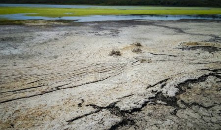Téléchargez les photos : Des algues sèches vertes et rouges se sont échouées sur le rivage d'un estuaire peu profond et asséchant dans le sud de l'Ukraine - en image libre de droit