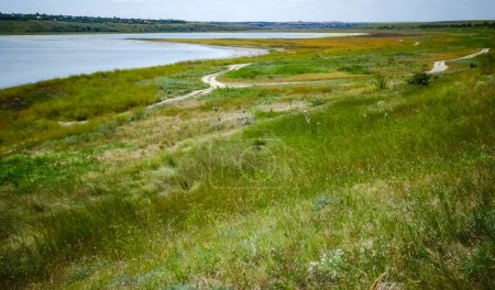 Photo for Blooming steppe in spring on the coastal slopes of the Tiligul estuary in southern Ukraine - Royalty Free Image