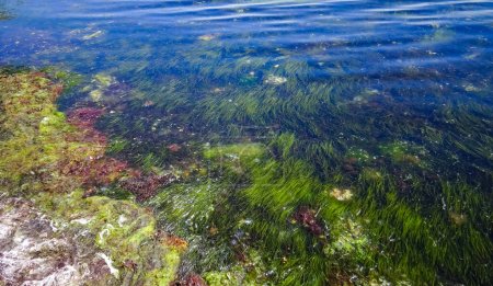 Foto de Algas rojas y verdes y pastos marinos Zostera noltii en las aguas poco profundas del estuario de Tiligul en el sur de Ucrania - Imagen libre de derechos