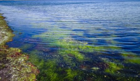 Téléchargez les photos : Algues rouges et vertes et herbiers marins Zostera noltii dans les eaux peu profondes de l'estuaire du Tiligul, dans le sud de l'Ukraine - en image libre de droit