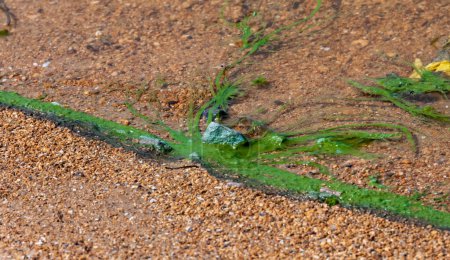 Photo for Harmful algal bloom (Microcystis aeruginosa) in the Khadzhibeyskyi Liman - Royalty Free Image