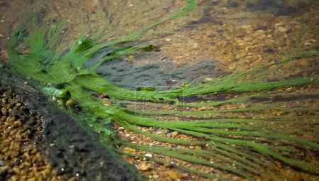 Foto de Común glasswort, glasswort (Salicornia europaea), Salt tolerant plants on cracked earth - Imagen libre de derechos