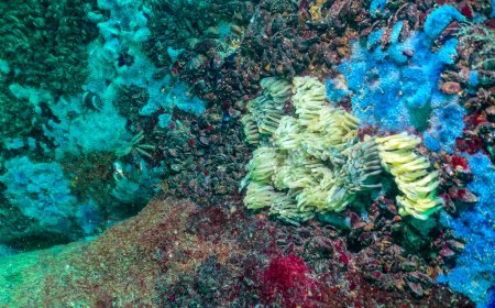 Foto de Capullos del molusco depredador Rapana venosa, el invasor en el Mar Negro. Fauna del Mar Negro - Imagen libre de derechos