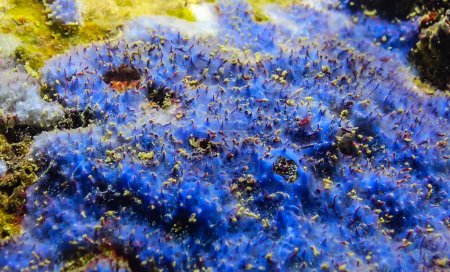 Téléchargez les photos : Éponges marines dans les grottes sous-marines en Bulgarie, Faune de la mer Noire - en image libre de droit