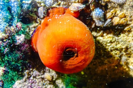 Téléchargez les photos : Anémone perlée (Actinia equina), anémones marines sur des rochers sous-marins au large de la côte bulgare, mer Noire - en image libre de droit