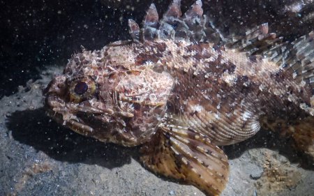 Photo for European black scorpionfish (Scorpaena porcus), Fish of the Black Sea - Royalty Free Image