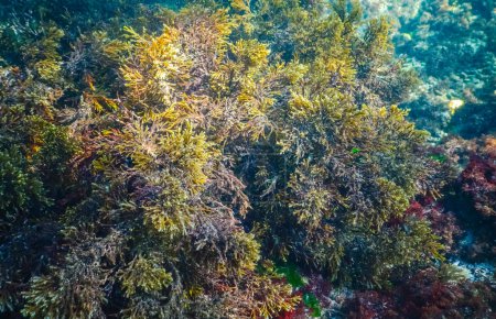 Téléchargez les photos : Thickets algues marines Cystoseira barbata dans la zone côtière de la mer - en image libre de droit