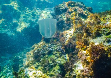 Foto de Ctenóforos, invasor de medusas de peine depredador al Mar Negro, medusas Beroe ovadas, devoradoras de Mnemiopsis leidy - Imagen libre de derechos