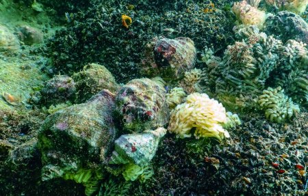 Foto de Capullos del molusco depredador Rapana venosa, el invasor en el Mar Negro, especies invasoras - Imagen libre de derechos