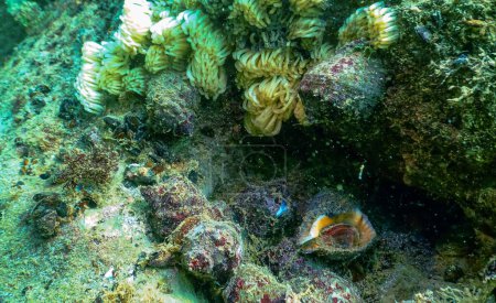 Foto de Cocoons of the predatory mollusk Rapana venosa, the invader in the Black Sea, invasive species - Imagen libre de derechos
