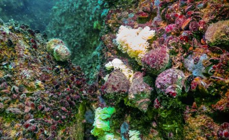 Téléchargez les photos : Cocoons of the predatory mollusk Rapana venosa, the invader in the Black Sea, invasive species - en image libre de droit