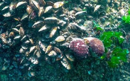 Foto de Especie invasora marina Abrazo venoso (Rapana venosa), el molusco sale lentamente de la vaca y la da vuelta. Mar Negro - Imagen libre de derechos