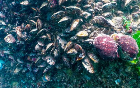 Foto de Especie invasora marina Abrazo venoso (Rapana venosa), el molusco sale lentamente de la vaca y la da vuelta. Mar Negro - Imagen libre de derechos