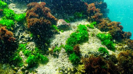 Téléchargez les photos : Algues vertes et brunes sur des rochers sous-marins près du village de Tyulenovo, Bulgarie - en image libre de droit