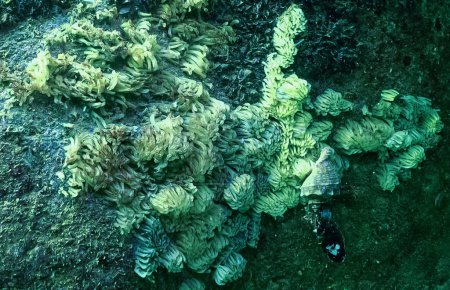 Foto de Capullos del molusco depredador Rapana venosa, el invasor en el Mar Negro, especies invasoras - Imagen libre de derechos