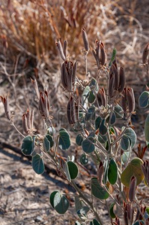 Téléchargez les photos : Senna pilosior - Désert de pierre, plantes xérophytes, paysage désertique d'un lit de rivière asséché au Texas dans le parc national de Big Bend - en image libre de droit
