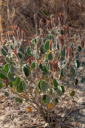 Téléchargez les photos : Senna pilosior - Désert de pierre, plantes xérophytes, paysage désertique d'un lit de rivière asséché au Texas dans le parc national de Big Bend - en image libre de droit