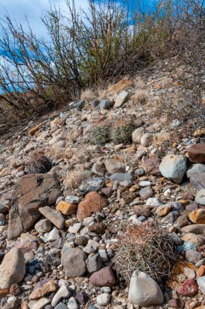 Téléchargez les photos : Cactus à tête de Turc (Echinocactus horizonthalonius) dans le désert du Texas dans le parc national de Big Bend - en image libre de droit