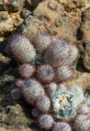 Téléchargez les photos : Escobaria (tuberculosa ou dasyacantha) - cactus à queue de renard, Faune du Texas - en image libre de droit