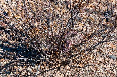 Photo for Long-spined purplish prickly pear  cactus (Opuntia macrocentra), cactus growing inside a bush in the rock desert of Texas in Big Bend NP, landscape with mountains in the background, Texas - Royalty Free Image