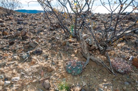 Téléchargez les photos : Estropieur de chevaux ou cactus à coussin d'épingle du diable (Echinocactus texensis) dans le désert du Texas dans le parc national de Big Bend - en image libre de droit