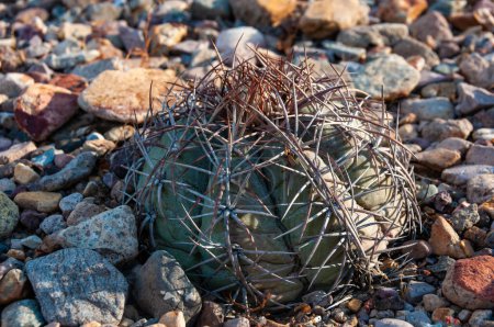 Téléchargez les photos : Cactus à tête de Turc (Echinocactus horizonthalonius) dans le désert du Texas dans le parc national de Big Bend - en image libre de droit
