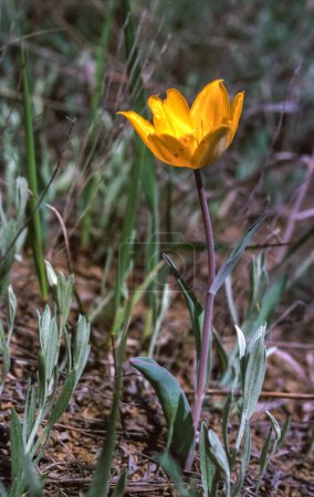 Photo for Tulipa biebersteiniana - endangered Red Book steppe species of tulip with yellow flowers, southern Ukraine - Royalty Free Image
